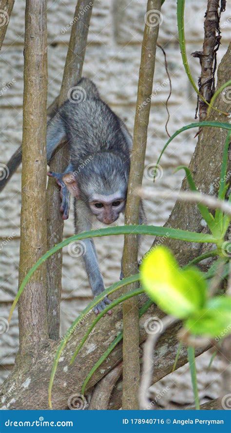 Baby Vervet Monkey Climbing a Tree Stock Photo - Image of natal, animal ...