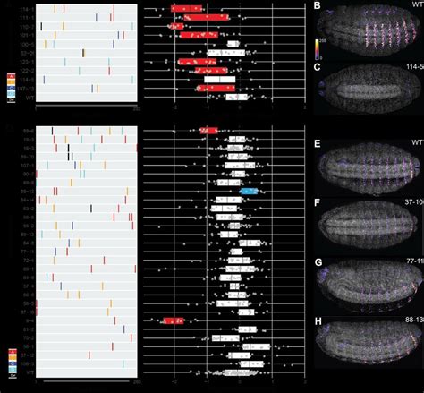 Different Mutational Profiles Of Svb Enhancer And Promoter A