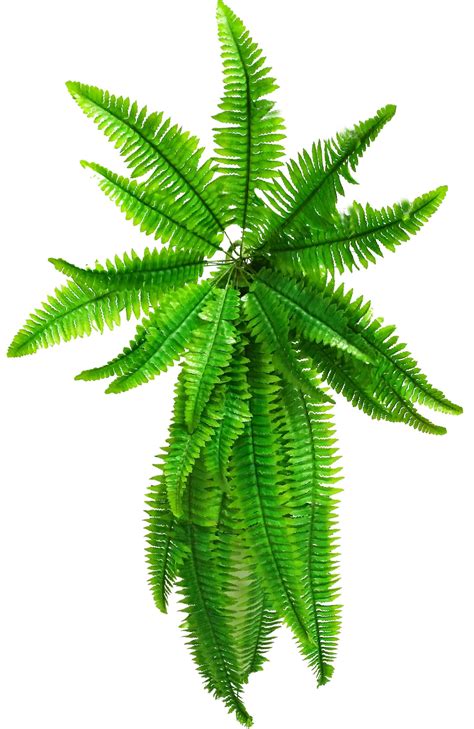 Types Of Outdoor Hanging Ferns at Bernard Blevins blog