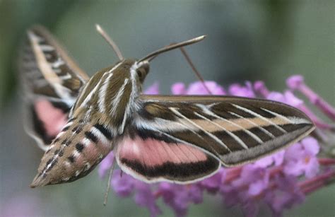 White Striped Sphinx Moth A Photo On Flickriver