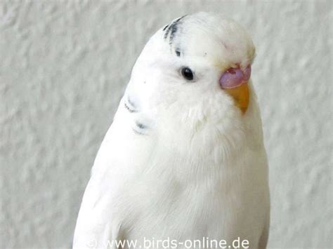 Laut U Erungen Und Ger Usche Der Wellensittiche Birds Online