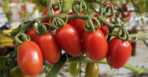 How to Make Homegrown Tomatoes Turn Red | Gardener’s Path