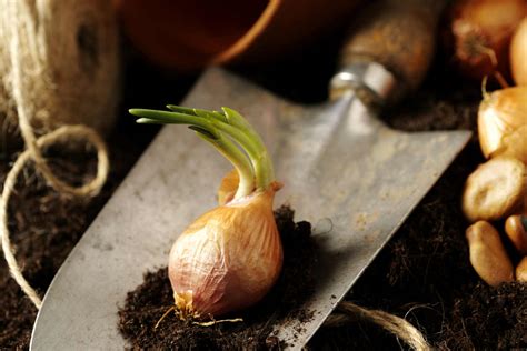 Cómo cultivar cebollas en macetas Estilo de Vida Hogar Univision