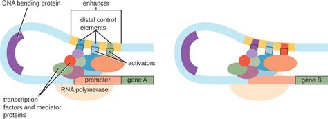 Gene Regulation Operon Theory Microbiology