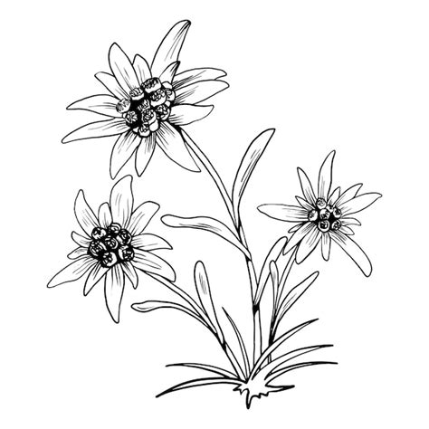 Premium Vector Black And White Outline Vector Drawing Of Edelweiss