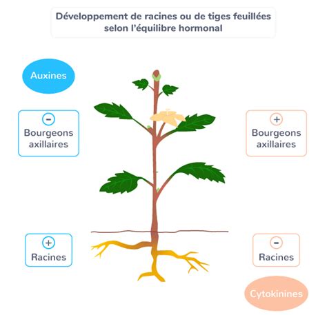 Diff Rencier Auxine Et Cytokine Tle Exercice De Connaissances Svt