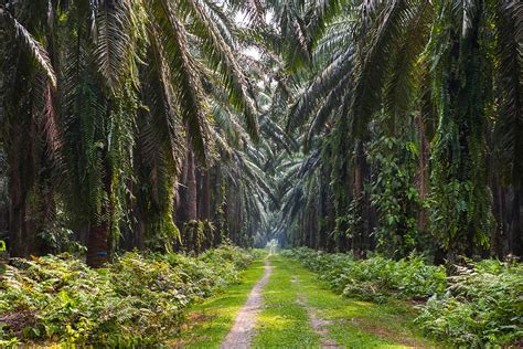 Antoine Boureau Chemin Dans Une Plantation De Palmier Huile