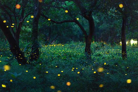 Fireflies At Night Hd