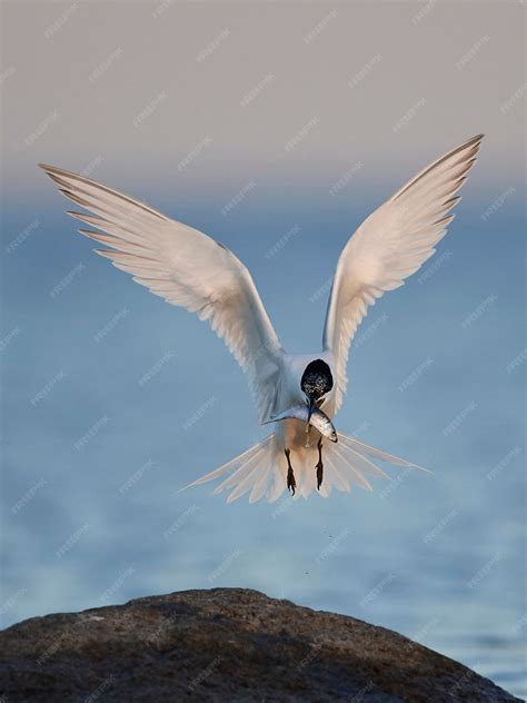 Premium Photo | Sandwich tern Thalasseus sandvicensis