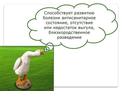 Болезни птиц - презентация онлайн