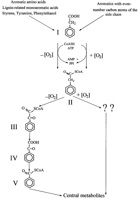 Aerobic And Anaerobic Catabolic Pathways Of Phenylacetic Acid In A