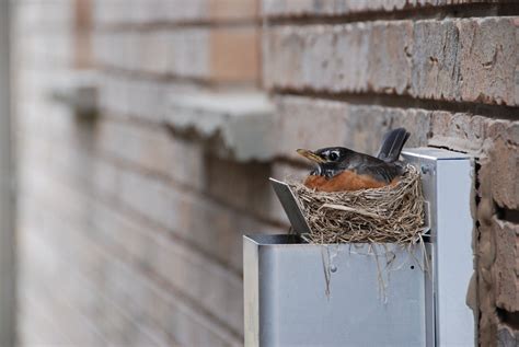 Avian Pest Management Effective Bird Control And Removal Solutions In