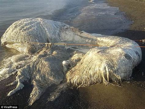 Massive Mysterious Globster Sea Creature Washes Up On Beach In The