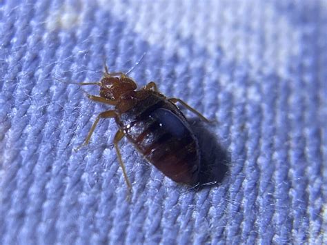 Bed Buds on Mattress? Explore How to deal with them