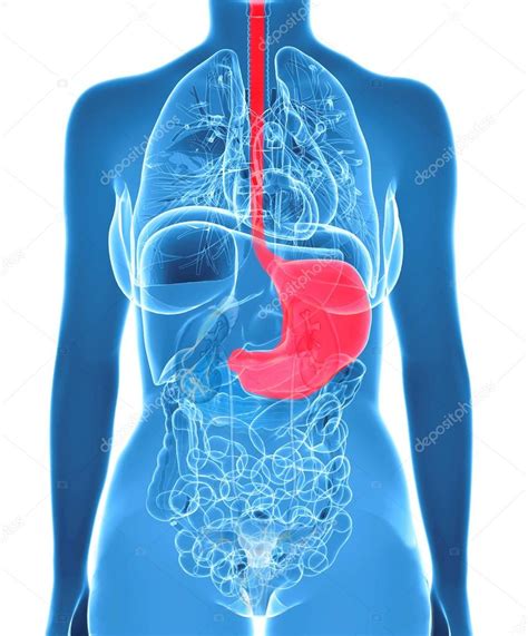 Female Abdomen Organs With Highlighted Stomach Stock Photo By Ingridat