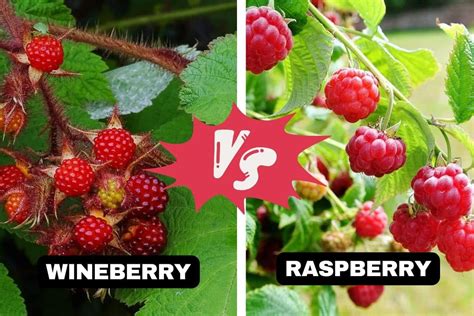 Wineberry Vs Raspberry What Differences You Need To Know