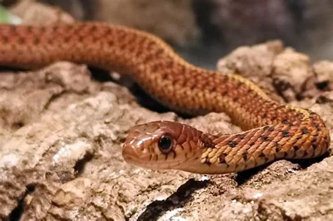 11 Garter Snake Color Morphs With Pictures