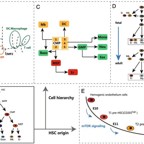 New findings on hematopoietic hierarchy and origin of hematopoietic ...