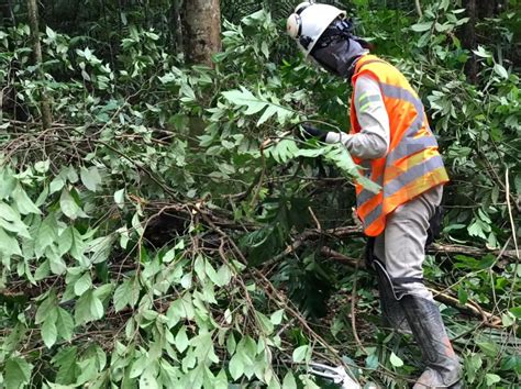 Corredores Ecológicos Dispersão De Fauna E Flora E Trocas Genéticas