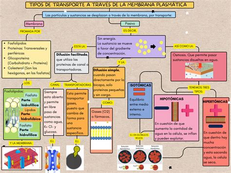 SOLUTION Tipos De Transporte A Trav S De La Membrana Plasm Tica