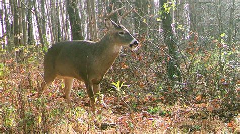 What Day Does Rifle Deer Season Begin In Pennsylvania