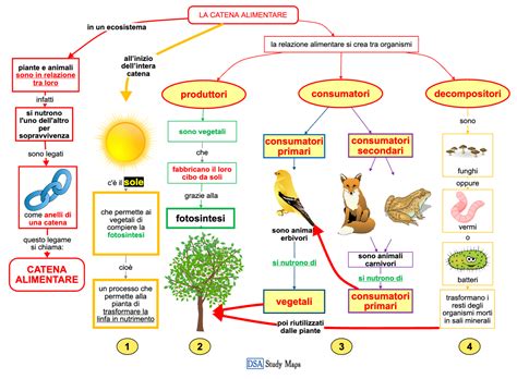 La Catena Alimentare Mappa Concettuale