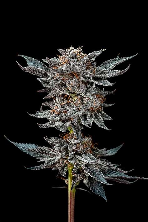 Gorilla Glue 4 Banco De Semillas BSF Seeds BIGGER STRONGER FASTER