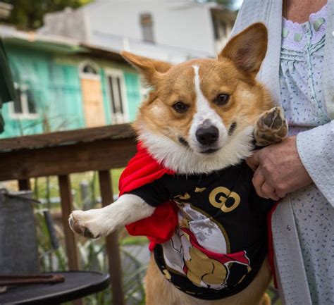 Tomtomturnaround Gotham Corgi Hero