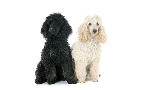 250+ Poodle Names - Cute, Classy & More! - My Dog's Name