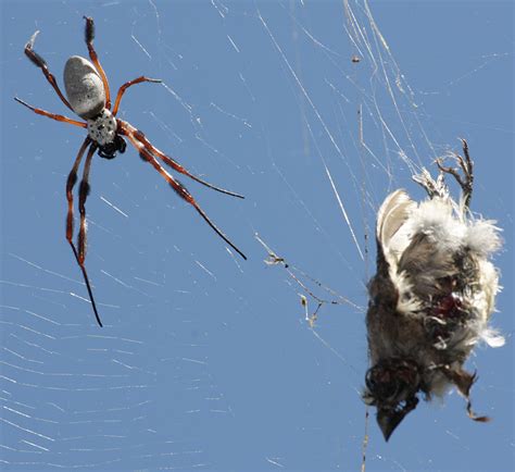 Trichonephila Edulis Labillardi Re Australian Golden Orb Weaver