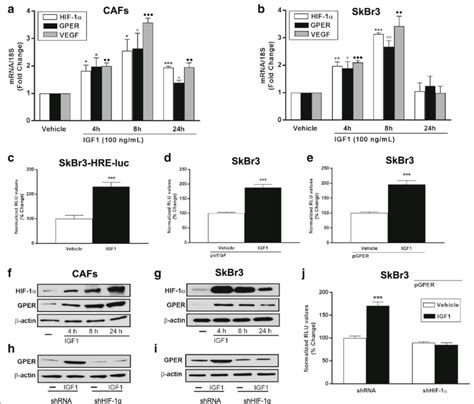 IGF1 induces the expression of HIF 1α GPER and VEGF mRNA expression