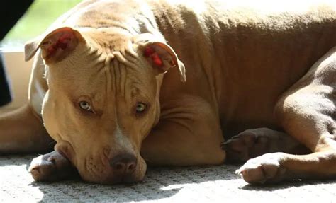 14 Common Causes Of Death In Pit Bulls Full Explanation