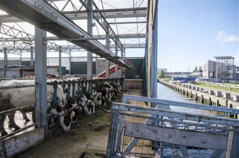 Why This Dairy Farm Is Floating In The Rotterdam Harbor