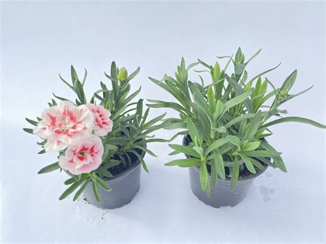 Go Dzik Ogrodowy Wieloletni Dianthus Caryophyllus Red Star Bia O