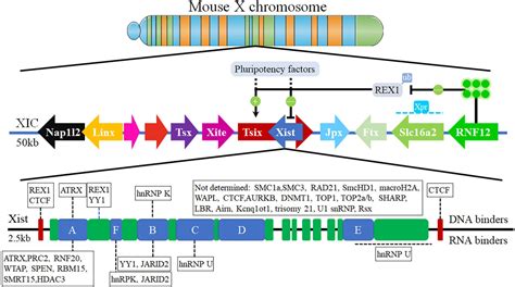 Frontiers Biological Function Of Long Non Coding Rna Lncrna Xist