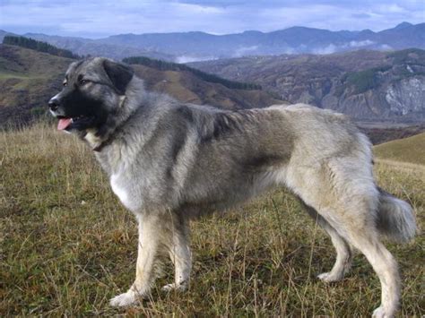 Carpathian Sheepdog (Carpathian Shepherd Dog Info, Temperament, Puppies, Pictures)