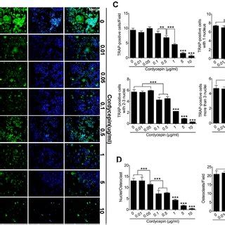 Cordycepin Inhibits RANKLinduced Osteoclast Formation In A