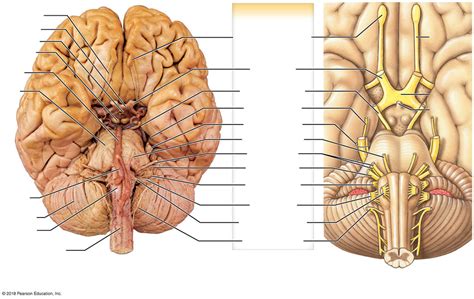 Cranial Nerves Diagram Quizlet