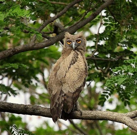 Dusky Eagle Owl Alchetron The Free Social Encyclopedia