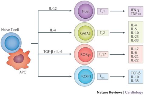 Lf Immunology T Cell Mediated Immunity By Specific T Cell Sub