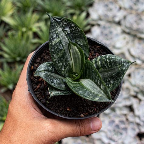 Sansevieria – Tagged "hahnii"– Succulentasia