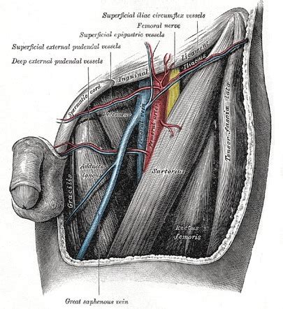 Femoral Triangle Gray S Illustration Radiology Case Radiopaedia Org