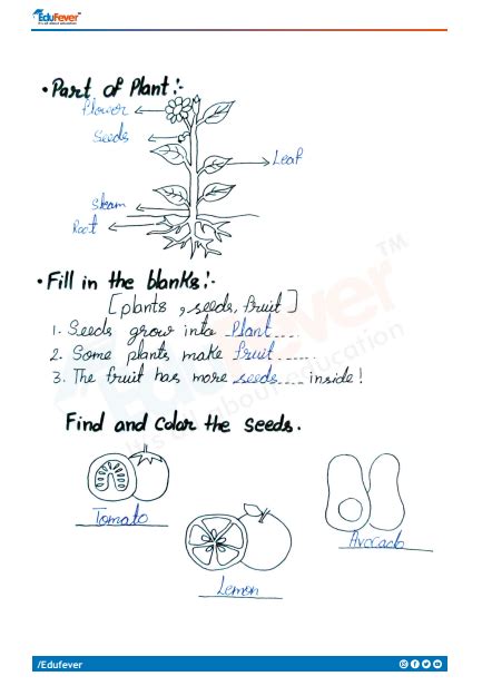 Class 1 EVS Plant Around Us Worksheet With Solution