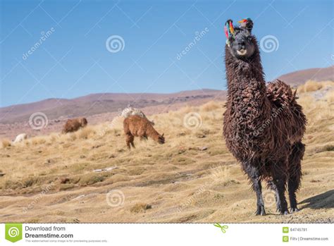 Llama Stock Image Image Of Wild Landscape Area Alpaca 64745791