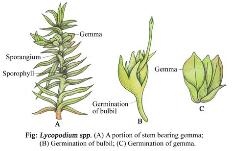 LYCOPODIUM - CLASSIFICATION, STRUCTURE OF SPOROPHYTE, REPRODUCTION ...