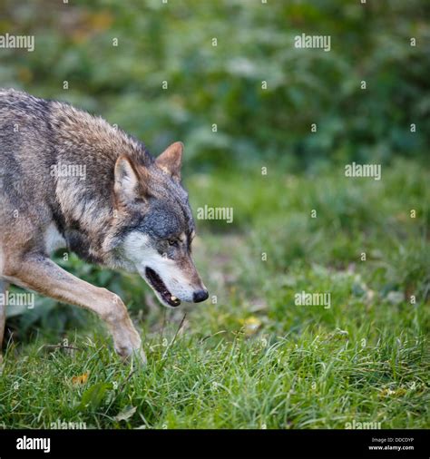 Gray Eurasian Wolf Canis Lupus Stock Photo Alamy