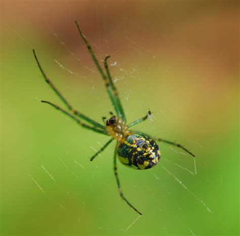 Spider Spinnerets I Forget What Kind Of Spider This Is It Flickr