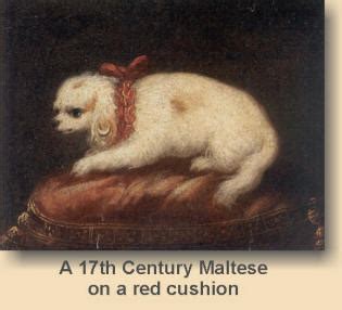 maltese breed history