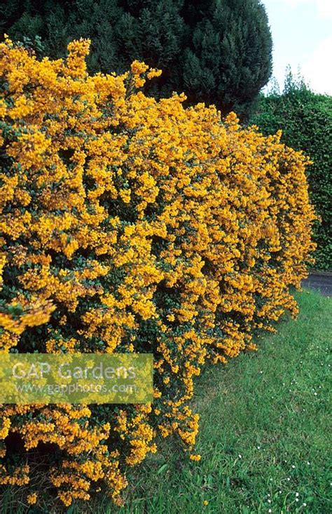 Berberis darwinii he... stock photo by Howard Rice, Image: 0056368