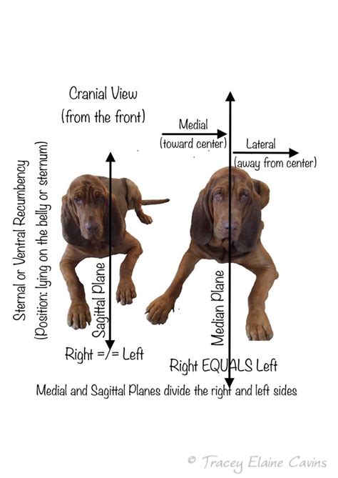 Pin On Veterinary Anatomy And Physiology Vet Technician Pet Vet Vet